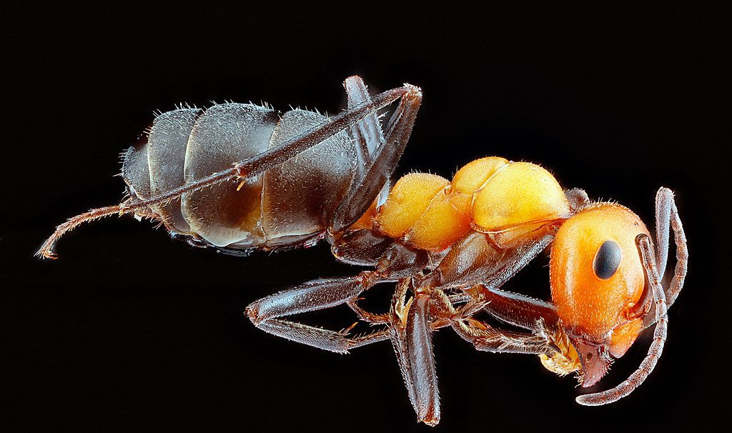 Ant Control service in Knoxville, TN
