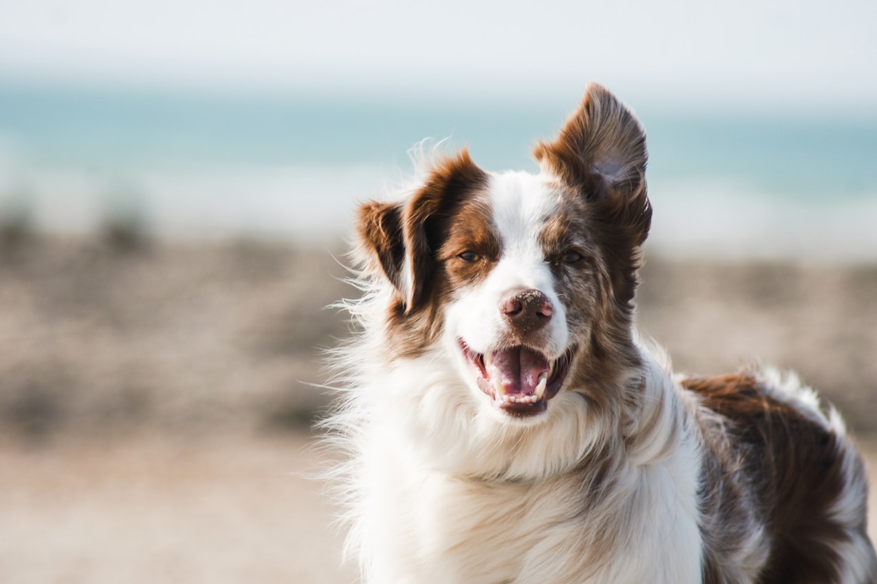 Flea & Tick Control service in Knoxville, TN