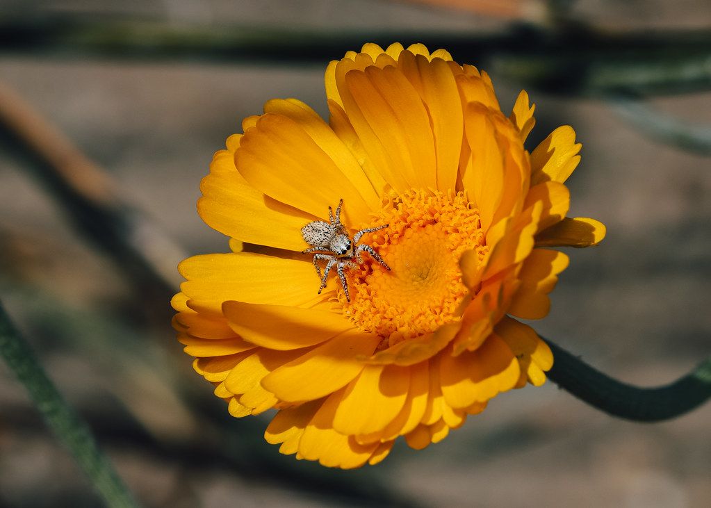 Spider Control service in Knoxville, TN